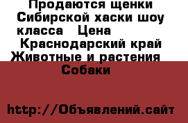 Продаются щенки Сибирской хаски шоу класса › Цена ­ 15 000 - Краснодарский край Животные и растения » Собаки   